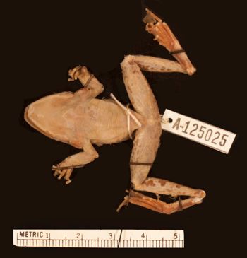 Media type: image;   Herpetology A-125025